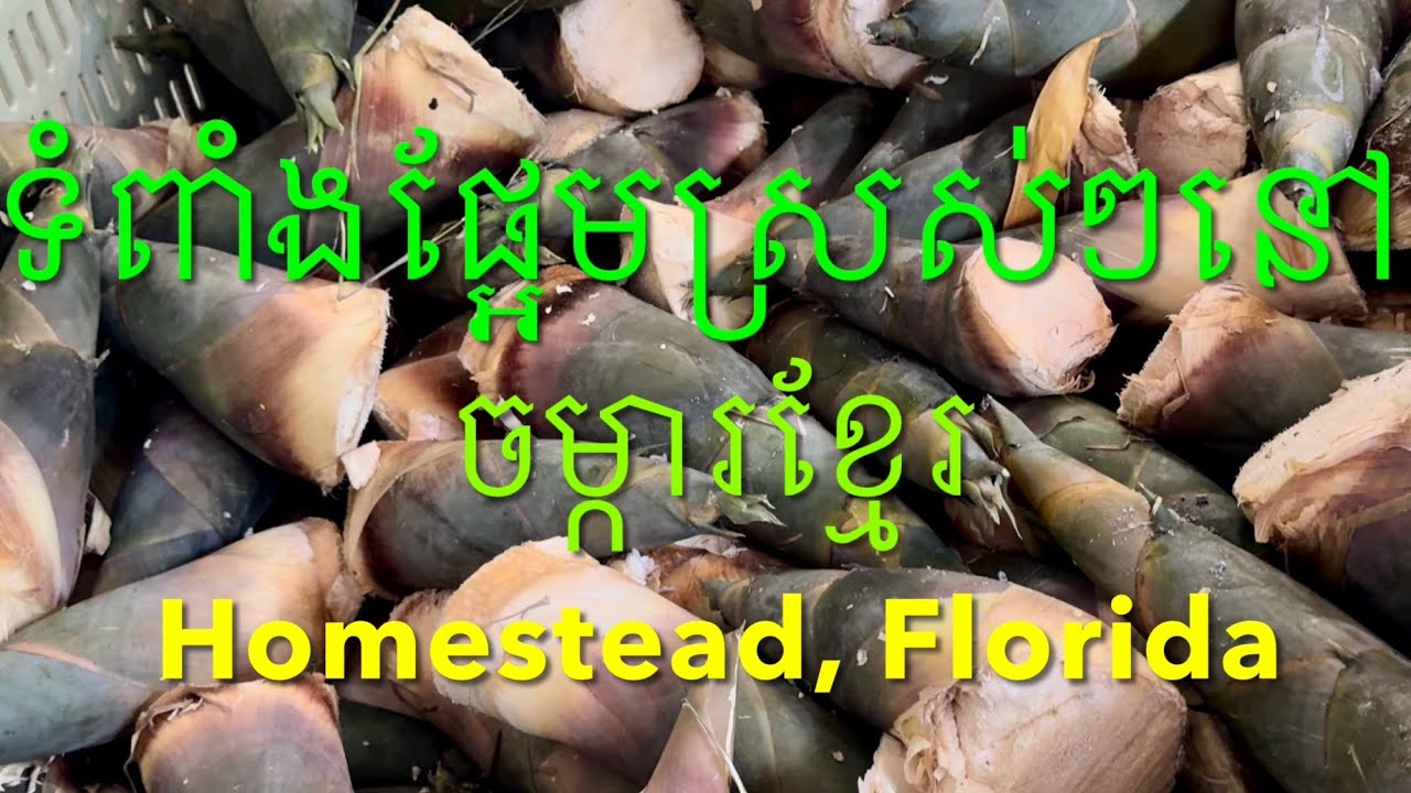 ចម្ការខ្មែរនៅរដ្ធ Florida-KHMER FARM IN HOMESTEAD, FLORIDA, USA 🇺🇸