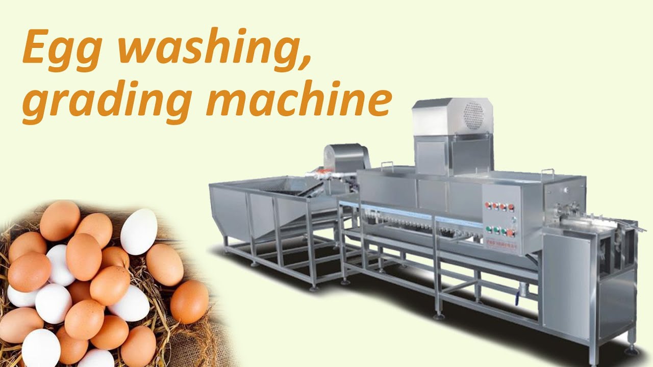  INTBUYING Egg Washer Machine for Fresh Eggs Semi-Automatic Egg  Cleaner Scrubber Potato/Duck Egg/Goose Egg Cleaning Machine Egg Surface  Cleaning Machine Egg Clean Brush Tool 1500-2000/hour 110V : Appliances