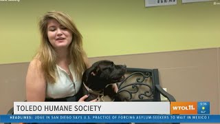 Find your four-legged BFF at the Toledo Humane Society