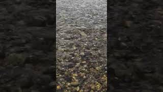 Acting like a salmon #nature #fishing #wildlife