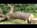 Life Blog: Shop Prep. Removing obstacles and future issues; big tree.