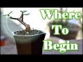 Elephant Bush Bonsai Beginnings | Four Examples of How I'd Start Them