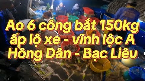 Ao 6 công bắt 150kg tôm càng lúc 1 giờ đêm tại ấp lộ xe - Vĩnh Lộc A - Hồng Dân - Bạc Liêu