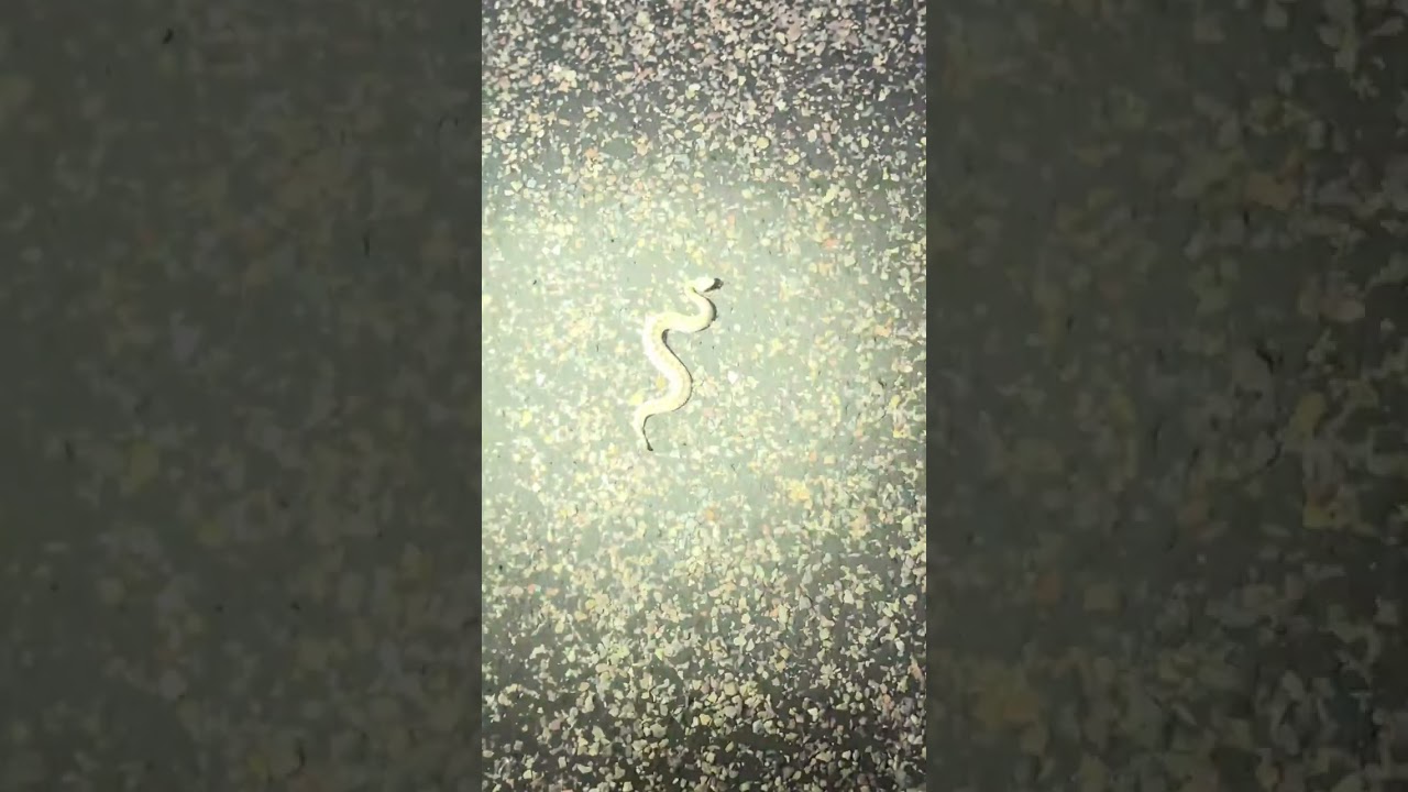 TINY Newborn Rattlesnake