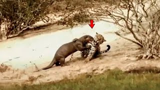 This Is What The Giant Anteater Did To The Jaguar.