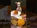 He opened the burger... the dog understood the assignment 🐶🍔😂 Would your dog react the same? 👀🐶🍔 #yt