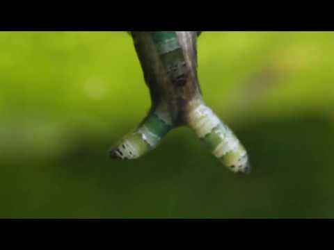 Video: Rāpuļu Parazīti