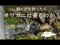 庭に沢を作ったらサワガニは来るのか?