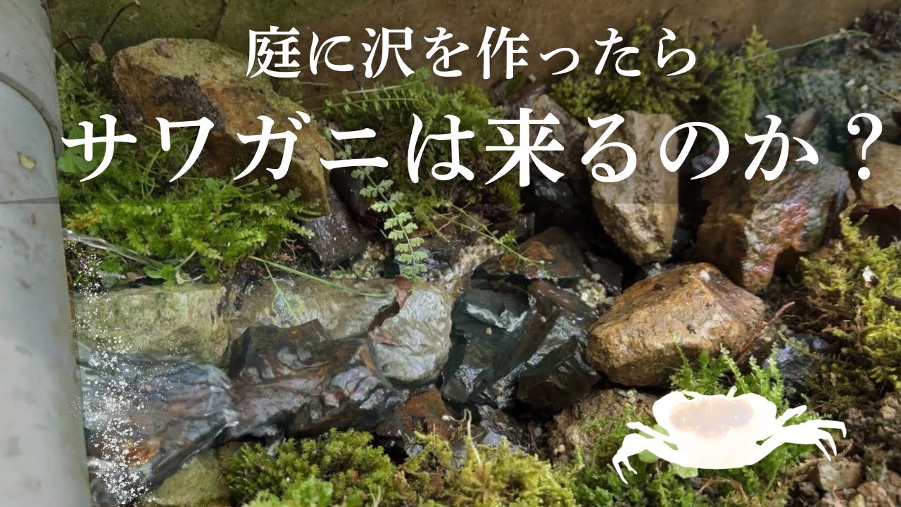 庭に沢を作ったらサワガニは来るのか?