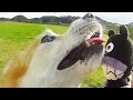アンパンマンおもちゃアニメ 犬と遊ぼう❤わんわんバイキンマン