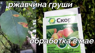 🌿☘️🍃 ОСНОВНАЯ ВЕСЕННЯЯ ОБРАБОТКА ГРУШИ ОТ РЖАВЧИНЫ