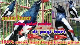 SUARA KACER SALING SAHUT SAUTAN di pagi hari. cocok buat trapi kacer giras