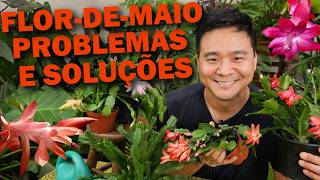 FLOR DE MAIO problemas e soluções