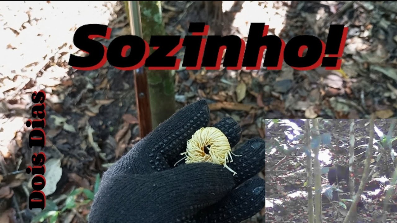 Dois dias caçando#Paca e #Catitu# Sozinho