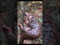 pangolin ek anokha Janwar ke bare mein jankari