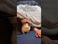 腕枕中に腕を抜いたら怒られた#猫