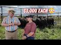 We Bought More Feedlot Steers… At RECORD Prices