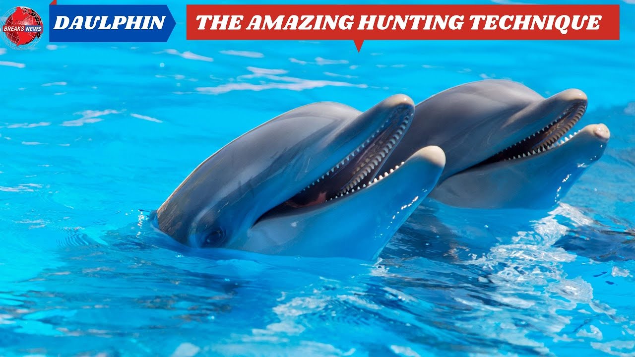 How Dolphins Hunt: The Most Incredible Hunting Techniques