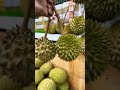 #shortvideo #fruit #durianrider #durian