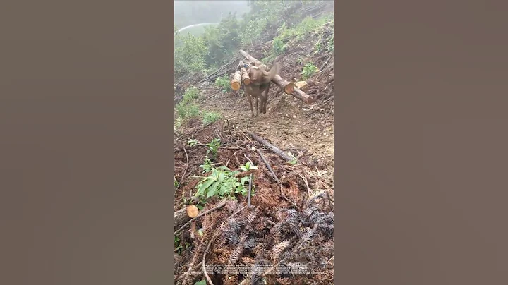 Horse-drawn timber transport! The arduous journey through the mountains and forests thumbnail