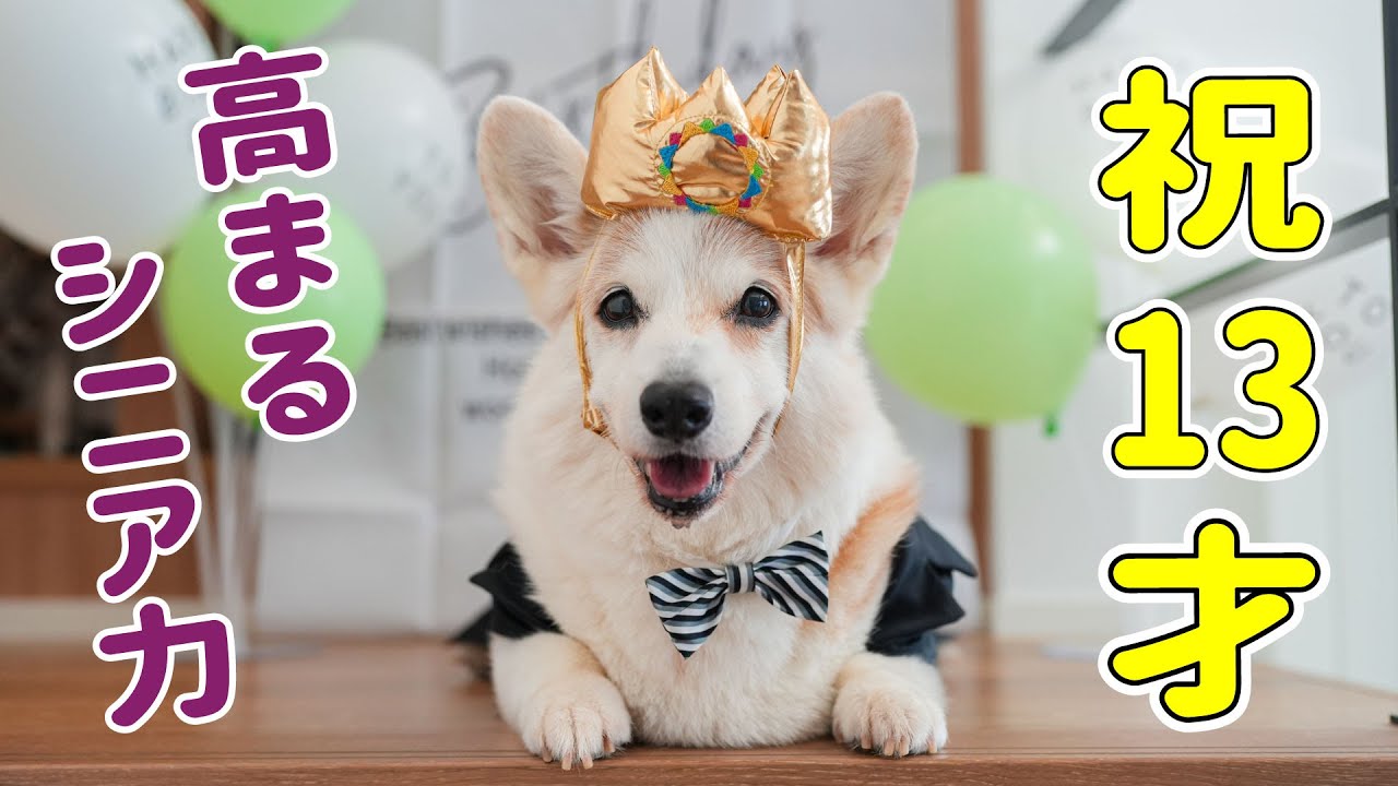 This Corgi has just celebrated his 13th birthday! He is aging well