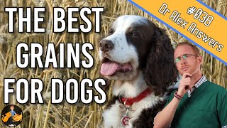 Can Dogs Eat Grains (+ what are the best grains to feed them?) - Dog Health Vet Advice