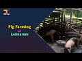 Agriculture Programme | Pig Farming at Leimaram & Common Diseases of Tomato