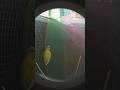 bird flying #in cage#talking bird
