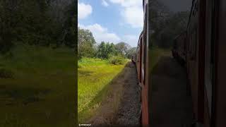 Into the jungle with train🚆 🇱🇰#train #srilankarailway #railtrack #srilankatrain #railway #shorts