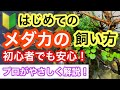 【基礎編】メダカの飼い方・育て方　メダカ飼育の基本をプロが解説します!