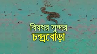 বিষধর সুন্দর চন্দ্রবোড়া।রাসেলস ভাইপার।russell's viper। bdnews24.com