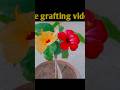 grafted two colour gudhal flower in one plant ☘️❤️🌷The beautiful wishbone flowers || Home Gardening