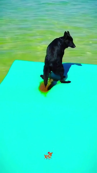 Dog pooping #pets #dog #poop #doglife #funny