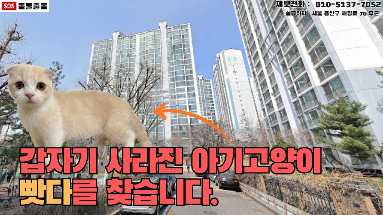 [고양이탐정] 서울 용산에서 잃어버린 고양이 빳다를 찾습니다. (서울시 실종동물 방송)