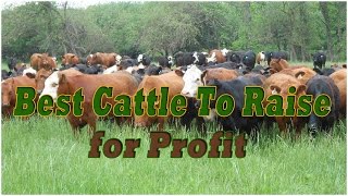 Visit: http://www.guidetoprofitablelivestock.com/howtoraisecattle/
it's no doubt that a lot of farmers are raising cattle for profit. get
some guidelines on ...