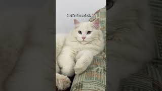 A cop pulled me overs 👮 📄 #catshorts #funnycat #catvideos #cutecat #viralshorts #kitten #cat