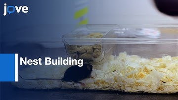 Nest Building As Indicator Of Health & Welfare In Laboratory Mice l Protocol Preview