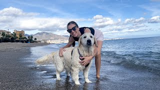 Golden Retriever Puppy First Time in the Sea!