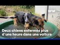 Vague de chaleur: des maîtres de chiens épinglés pour avoir “oublié” leur animal dans la voiture