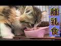 【ねこ・ネコ・猫】生後2か月！子猫の離乳食の作り方　[Cat] How to make baby food for kittens.