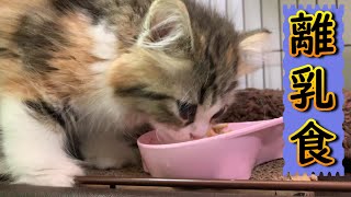 【ねこ・ネコ・猫】生後2か月！子猫の離乳食の作り方　[Cat] How to make baby food for kittens.