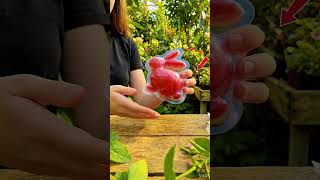 Amazing Fruit Shapes!🐰 Growing Rabbit-Shaped Apples #4k