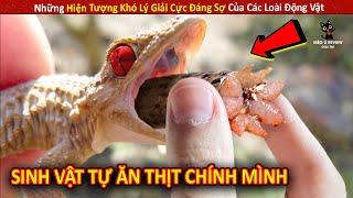 Những Hiện Tượng Khó Lý Giải Cực Đáng Sợ Của Các Loài Động Vật P4 || Review Giải Trí Đời Sống