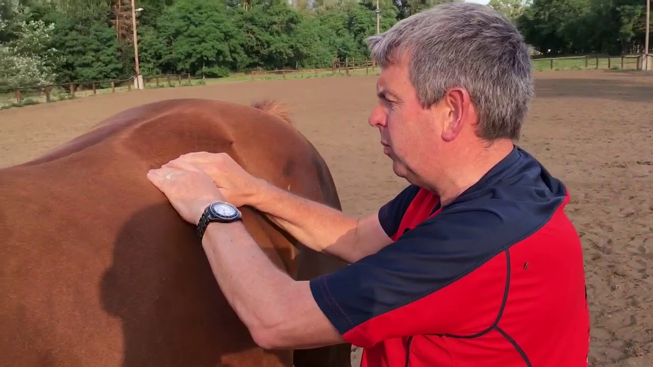 Trigger Points for Horses - Treating Saddle Pain