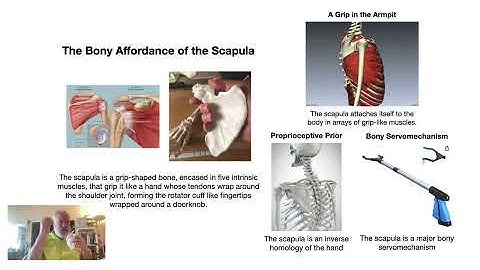 Exteroceptive Bias: Somatic Belief Updating in the Global Model: Active Inference Symposium 2025