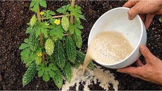 The Secret Natural Fertilizer for a Huge Bitter Melon Harvest!