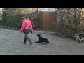 Доберман Тайсон. Дрессировка. Команды по жестам. Выдержка.
