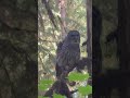 A Barred Owl grabs a rodent with one talon and proceeds to eat it whole. #nationalgeographic #owls
