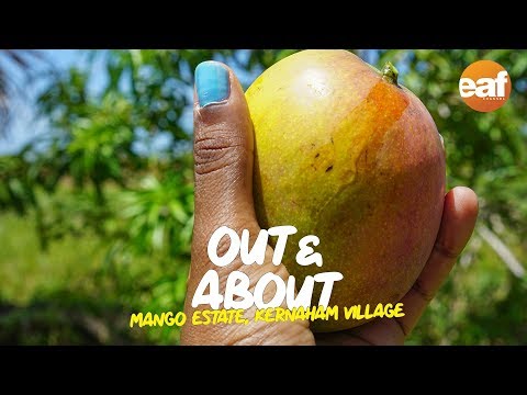 Mango Estate in Kernaham Village, Mayaro, Trinidad | Out & About