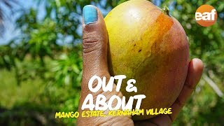 Mango Estate in Kernaham Village, Mayaro, Trinidad | Out & About
